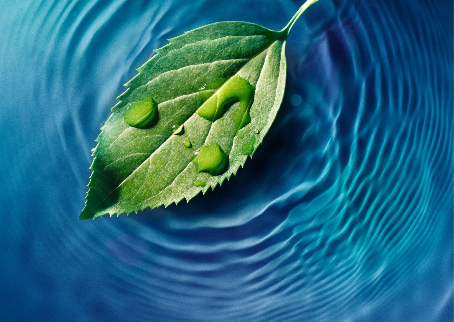 Green leaf floating amongst ripples on water