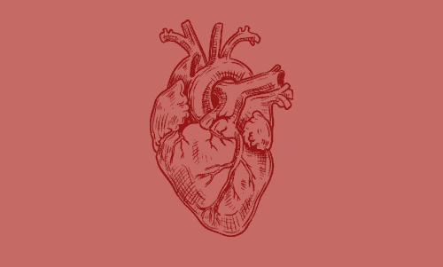 Graphic outline drawing of red heart